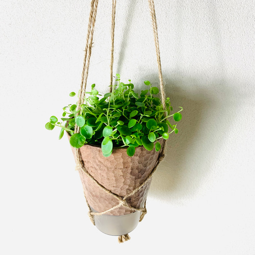 小さい丸い葉っぱが可愛い ペペロミア ジェミニ ハンギング アロマ鉢 4