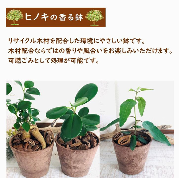 小さい丸い葉っぱが可愛い　ペペロミア　ジェミニ　　ハンギング　アロマ鉢　 4号　受け皿付き　壁掛け 観葉植物　インテリア 7枚目の画像