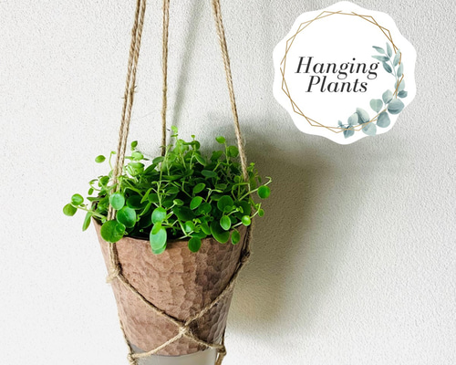 ドライフラワー 壁掛け用葉デザイン はっぱ丸　人気キャラクター ドライフラワー 壁掛け用葉デザイン はっぱ丸 人気キャラクター ドライ