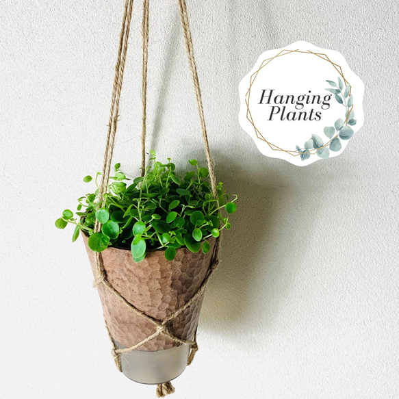 小さい丸い葉っぱが可愛い ペペロミア ジェミニ ハンギング アロマ鉢 4