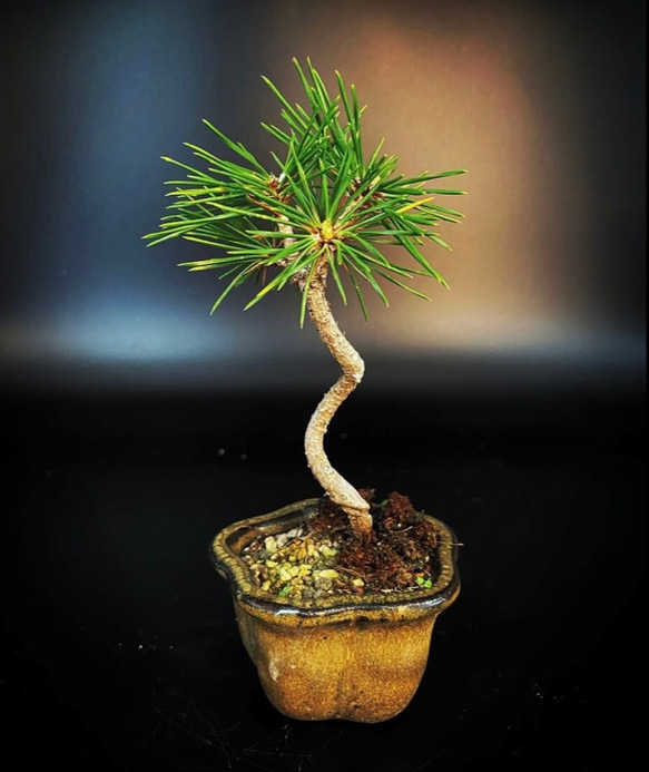 盆栽 黒松 【複数】 盆栽 BONSAI BASE-継松苑- 通販 14191150｜Creema