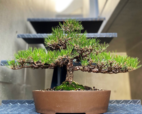 BOSS　盆栽 A bonsai that has been made from a sapling for 5 years - YouTube