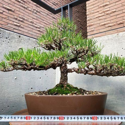 盆栽 黒松【複数】 盆栽 BONSAI BASE-継松苑- 通販 14192297 盆栽 黒松【複数】 盆栽 BONSAI BASE-継松苑- 通販 14192297