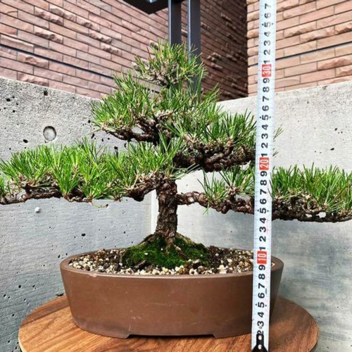 盆栽 黒松【複数】 盆栽 BONSAI BASE-継松苑- 通販 14192297