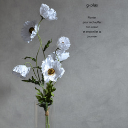咲き続けるホワイトポピー　マジカルウォーター　癒しのフラワーインテリア 1枚目の画像