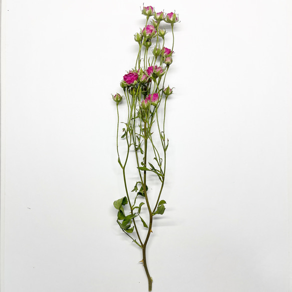 Little Woods　Nピンク  リトルウッズ　1本　自然色　ドライフラワー ミニバラ　極小薔薇　ミニミニ薔薇　リト 4枚目の画像