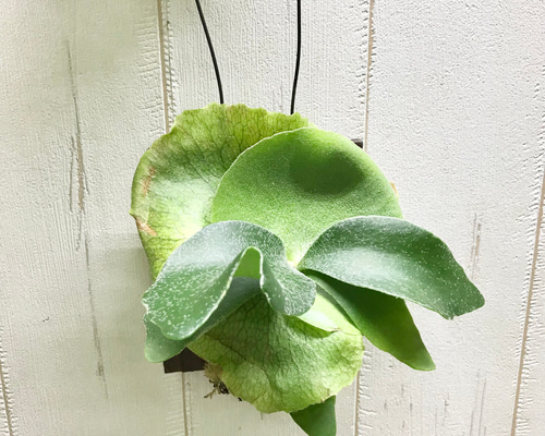 胞子葉充実♡ 特選株！ ビカクシダ コウモリラン ネザーランド 板付け