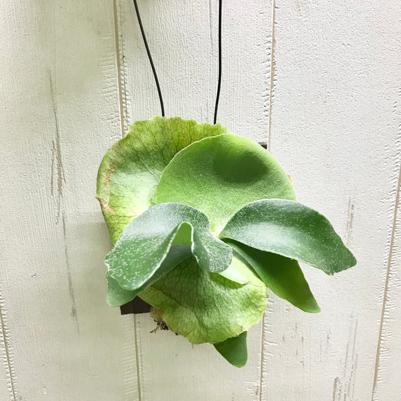 胞子葉充実♡ 特選株！ ビカクシダ コウモリラン ネザーランド 板付け