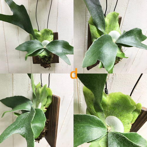 胞子葉充実♡ 特選株！ ビカクシダ コウモリラン ネザーランド 板付け