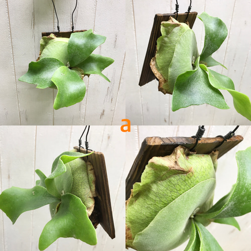 胞子葉充実♡ 特選株！ ビカクシダ コウモリラン ネザーランド 板付け