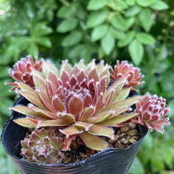 若葉 赤系名無し センペルビウム 多肉植物 抜き苗 根付き