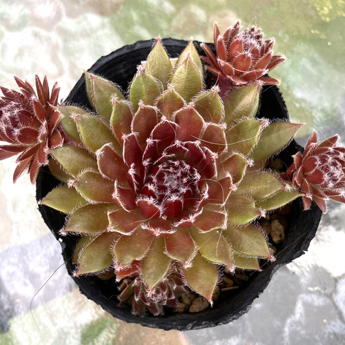 多肉植物 SPN-3 抜き苗 センペルビウム 子苗あり 多肉植物