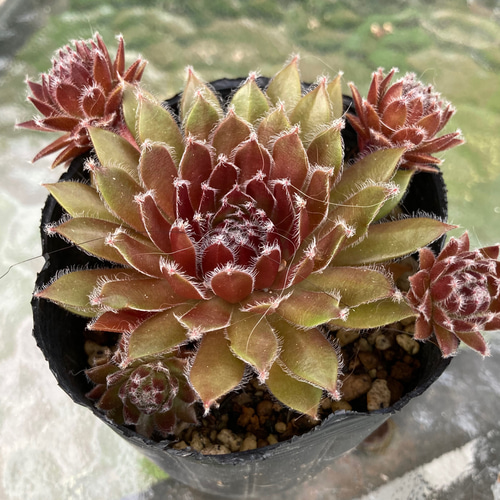 多肉 センペルBoaretto 抜き苗2個 1180現物 多肉植物 ピンキー 大苗 抜き苗 | るる農園~多肉植物専門