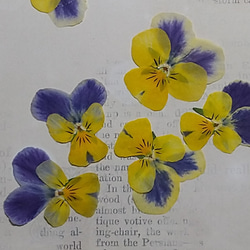 押し花素材　ビオラ（青×黄）30枚 　　　　　　葉5枚プレゼント 3枚目の画像