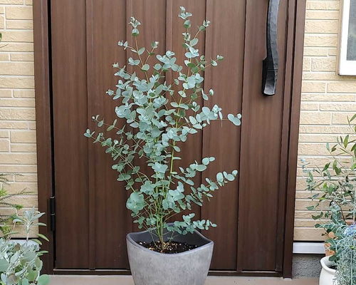 大苗♪ユーカリ シルバードロップ モダン鉢植え 株立ち 苗