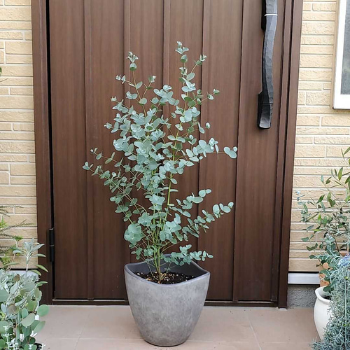ユーカリ　シルバードロップ　テラコッタ鉢植え　苗 ユーカリ シルバードロップ アンティーク風テラコッタ鉢植え
