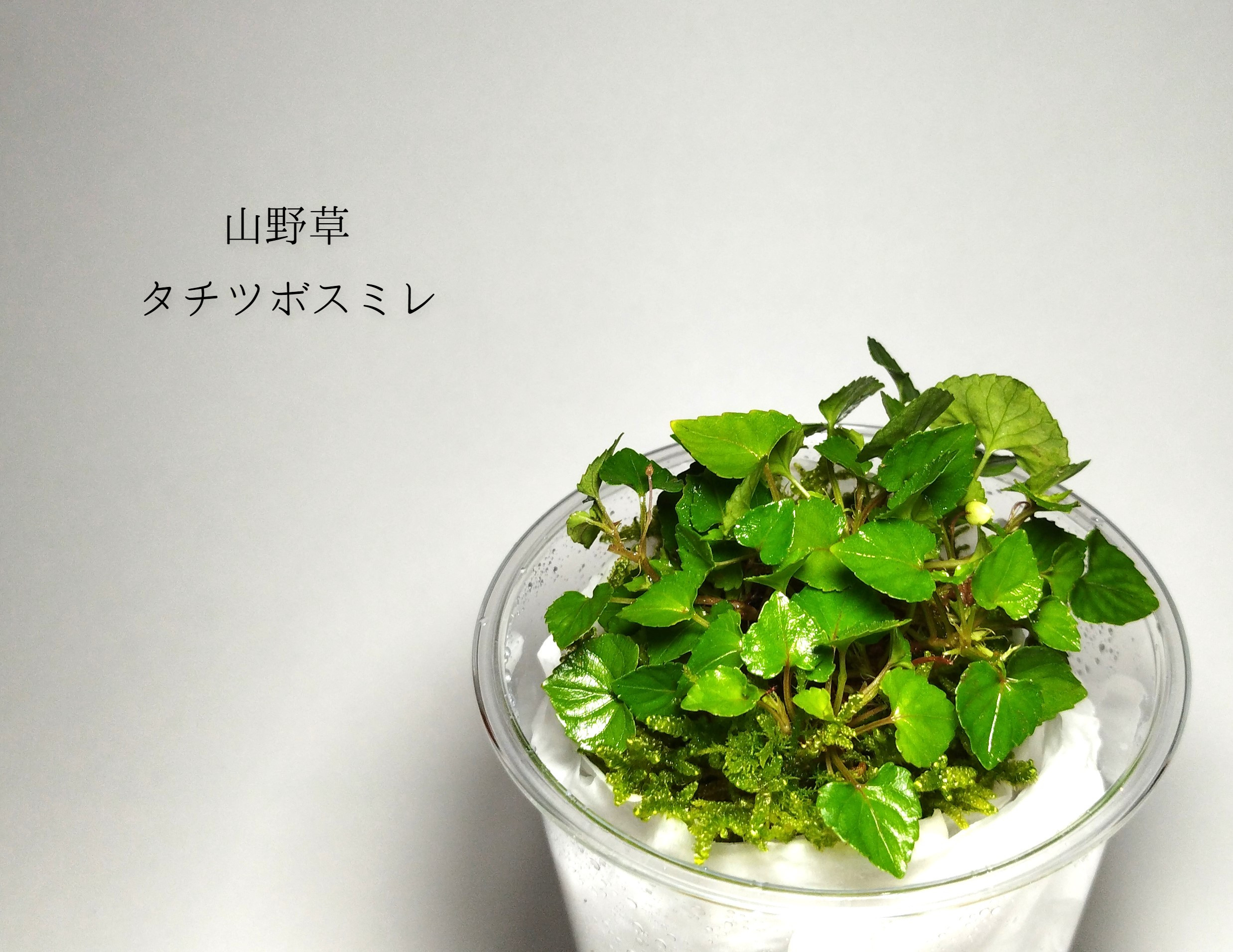 タチツボスミレ 山野草 その他素材 earth green 通販 14193640｜Creema
