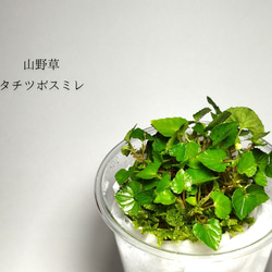 タチツボスミレ 山野草 その他素材 earth green 通販 14193640｜Creema
