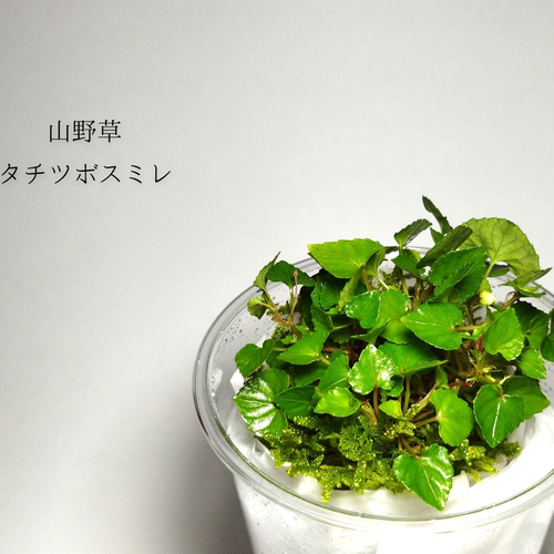 タチツボスミレ 山野草 その他素材 earth green 通販 14193640｜Creema