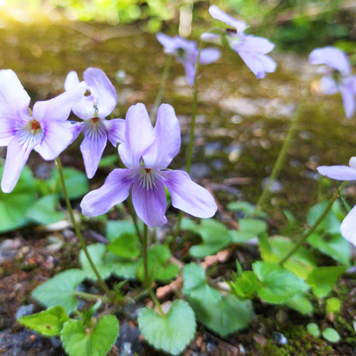 タチツボスミレ 山野草 その他素材 earth green 通販 14193640｜Creema