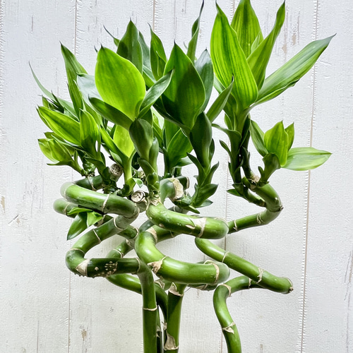 Swarovski ミリオンバンブー スワロフスキー置物・アクセサリー専門店 ☆プラネタリウム☆