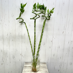 品種が選べる！ ハーブ ローズマリー その他インテリア雑貨 PLANTS