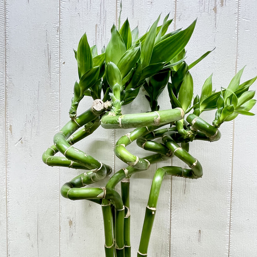 スパイラルバンブー ミリオンバンブー 80cm 5本 その他インテリア雑貨