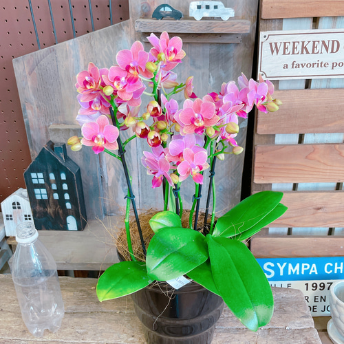 ミニ胡蝶蘭 ピンク 1本立ち 陶器(白)鉢付き | 胡蝶蘭なら