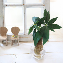 グリーンプランツ　パキラ　観葉植物　マジカルウォーター　インテリア　ギフト　魔法の水 1枚目の画像