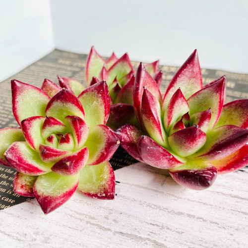 人気！韓国苗☆フライバード 【公式通販】