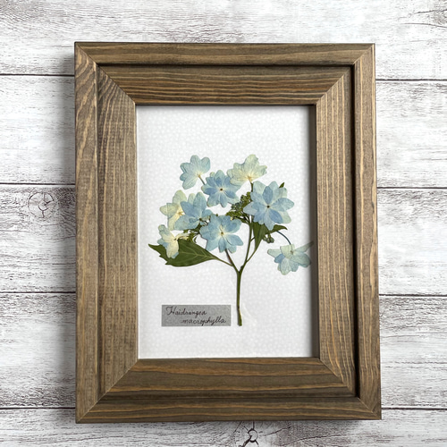 【完売】紫陽花ドライフラワー＊3Dインテリアフレーム♡ 77d880a8247067acc596d761d72980
