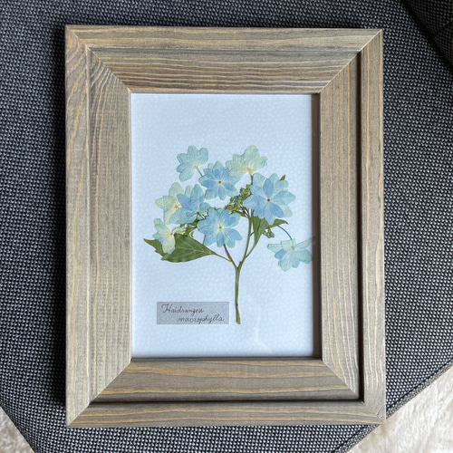 紫陽花 アジサイ 押し花アート フレームアート プレゼント