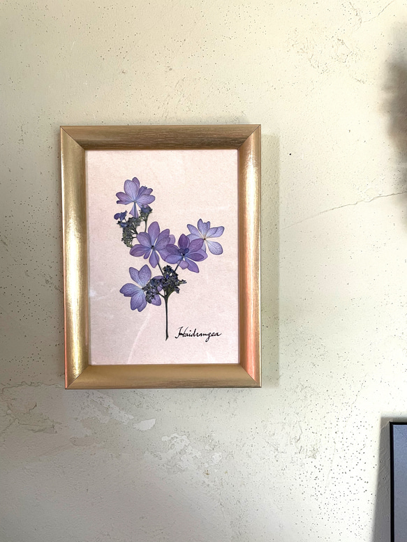 紫陽花 アジサイ 押し花アート フレームアート プレゼント インテリア