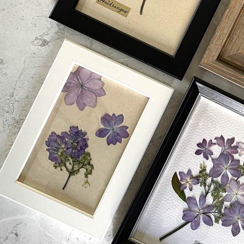 紫陽花 アジサイ 押し花アート フレームアート プレゼント インテリア