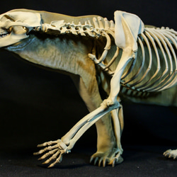 受注生産】ヒグマ 原寸大頭骨レプリカ 【エゾヒグマ】 その他置物