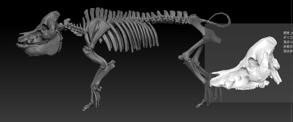 【受注生産】ブタ（バークシャー種） 25㎝縮小全身骨格レプリカ 14枚目の画像