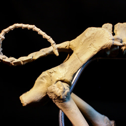 【受注生産】ブタ（バークシャー種） 25㎝縮小全身骨格レプリカ 6枚目の画像