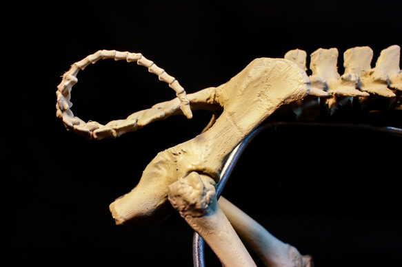 【受注生産】ブタ（バークシャー種） 25㎝縮小全身骨格レプリカ 6枚目の画像