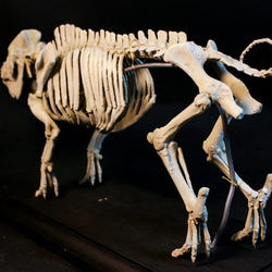【受注生産】ブタ（バークシャー種） 25㎝縮小全身骨格レプリカ 9枚目の画像