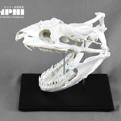 受注生産】ヒグマ 原寸大頭骨レプリカ 【エゾヒグマ】 その他置物