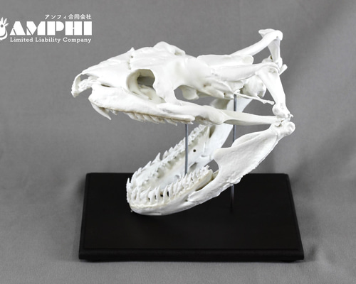 受注生産】オオアナコンダ 原寸大頭骨レプリカ【21㎝】 その他置物