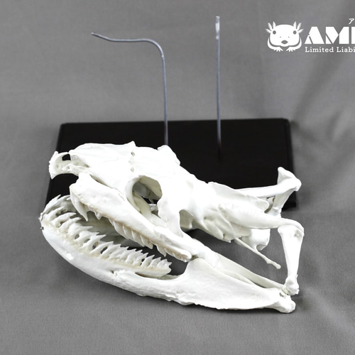 オオアナコンダ 原寸大頭骨レプリカ【21㎝】