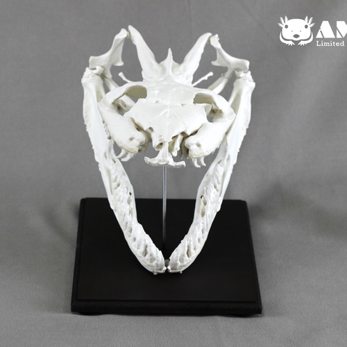 受注生産】オオアナコンダ 原寸大頭骨レプリカ【21㎝】 その他置物