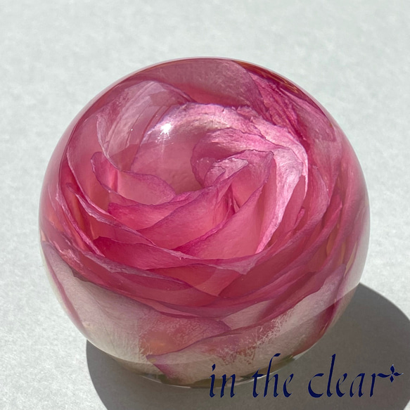 植物標本　薔薇　ピンクの縁取り　6センチ球体 3枚目の画像