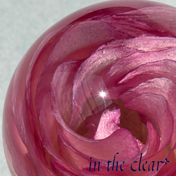植物標本　薔薇　ピンクの縁取り　6センチ球体 6枚目の画像