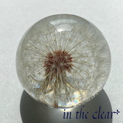 植物標本　たんぽぽ綿毛　レジン　6センチ球体 3枚目の画像
