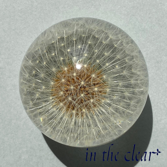 植物標本　たんぽぽ綿毛　レジン　5センチ球体 2枚目の画像