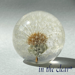 植物標本　たんぽぽ綿毛　レジン　5センチ球体 5枚目の画像