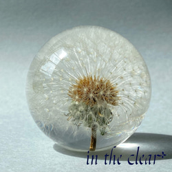 植物標本　たんぽぽ綿毛　レジン　5センチ球体 1枚目の画像