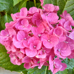 花ハーブ苗 オレガノ ケントビューティー 3号 宿根草 ピンク花